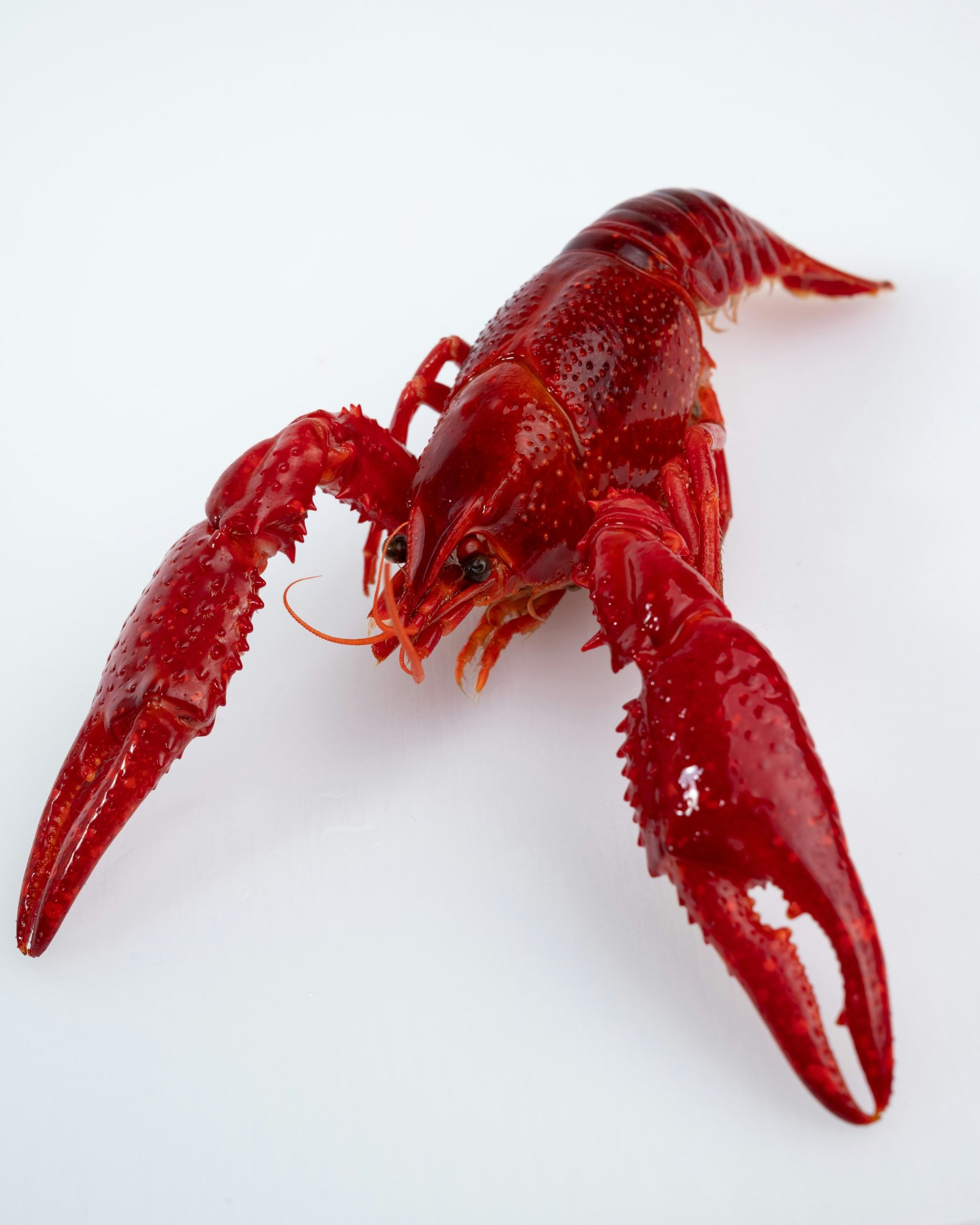 Whole Lobster